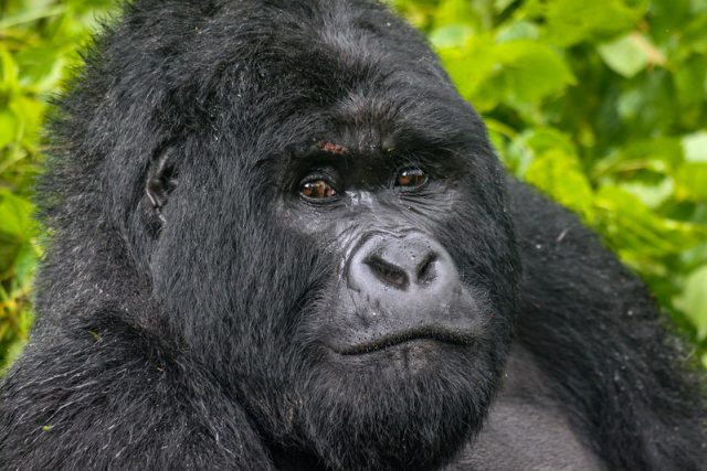 Gorilla and chimpanzee tracking tour