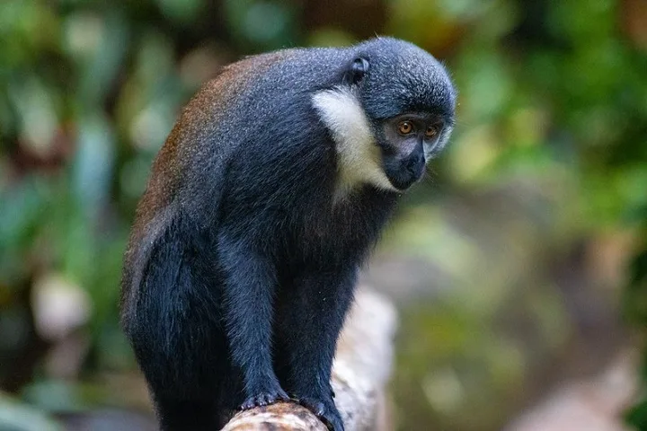 Monkey in Kibale National Park