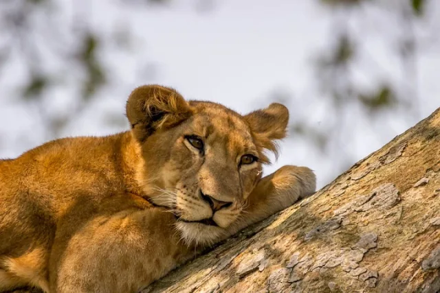 Tree Climbing lion in the Ishasha sector, Queen Elizabeth National Park