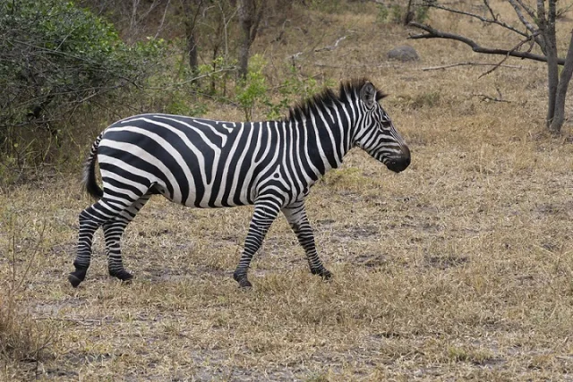 Zebra in Lake Mburo National Park